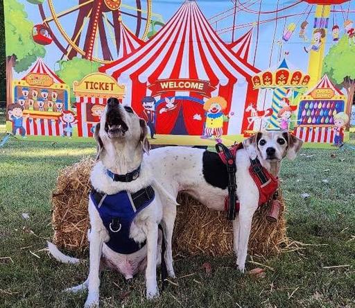 FALL PET FAIR